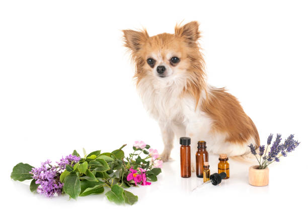 istock alternative medicine for dog 1179737368