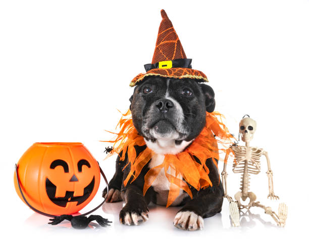 istock staffordshire bull terrier 1179737371