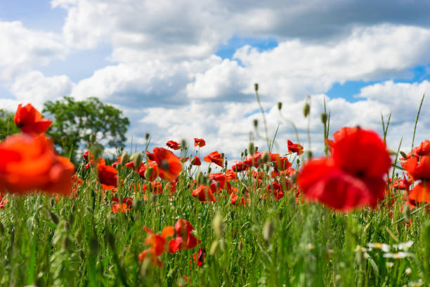 istock red poppy against blue sky 1179737472