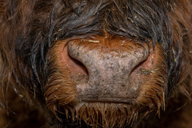 istock Wet and hairy highland cattle nose 1179737575