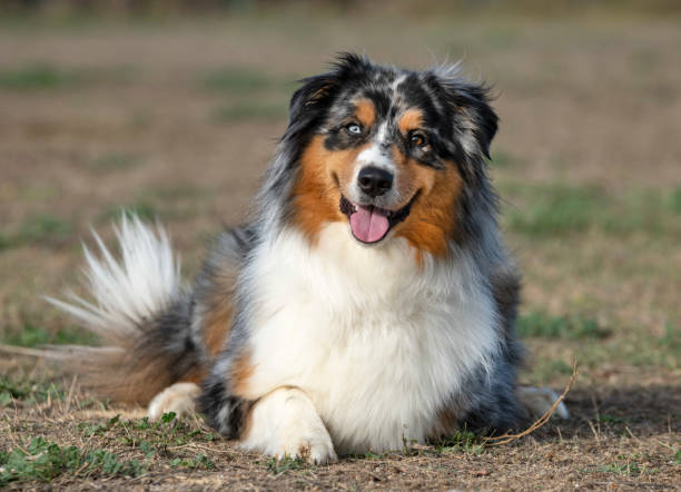 istock tricolor australian shepherd 1179739513