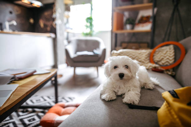 istock Fluffy Maltese dog sitting on sofa 1179741832