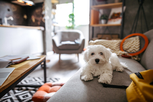Cute Maltese dog lying on sofa in modern apartment and waiting for owner