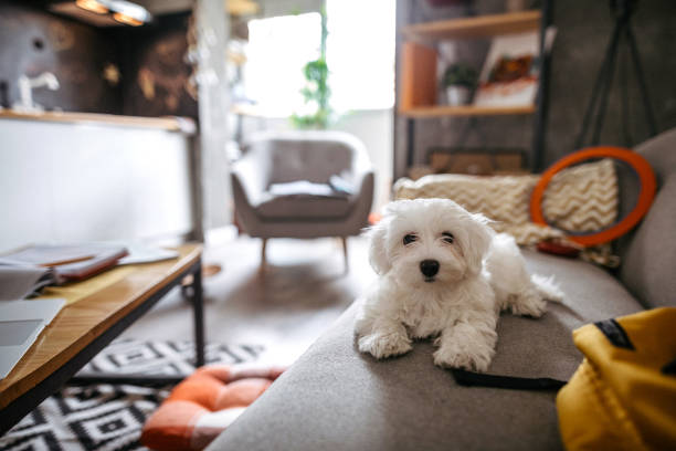 Fluffy Maltese dog sitting on sofa Cute Maltese dog lying on sofa in modern apartment and waiting for owner maltese dog stock pictures, royalty-free photos & images