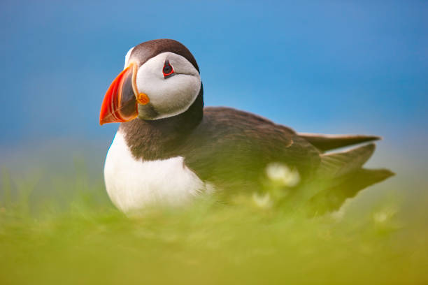 istock Puffin on Mykines cliffs and atlantic ocean. Faroe birdlife 1179741926