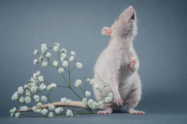 Cute rat with light down on the body and black eyes posing for a photographer. Chinese New Year symbol