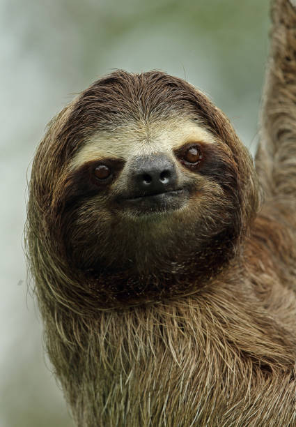brown-throated three-toed sloth - throated imagens e fotografias de stock