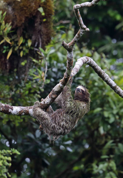 istock Brown-throated Three-toed Sloth 1179744619