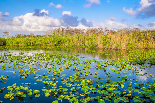 istock Everglades National Park - Florida (US) 1179745614