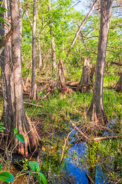 istock Big Cypress National Preserve - Florida (US) 1179745879