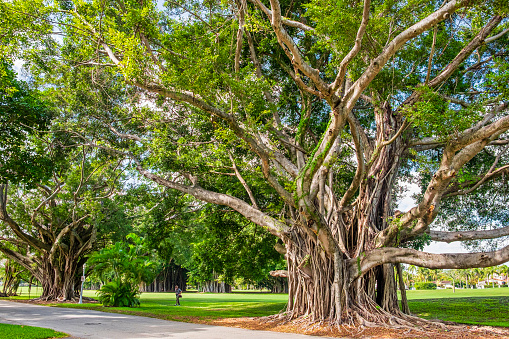 Banyan Treelined Boulevard At Coral Gables Florida Stock Photo - Download  Image Now - iStock