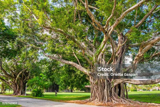 Banyan Treelined Boulevard At Coral Gables Florida Stock Photo - Download Image Now