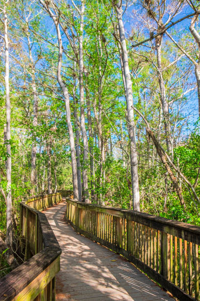 istock Big Cypress National Preserve - Florida (US) 1179746140