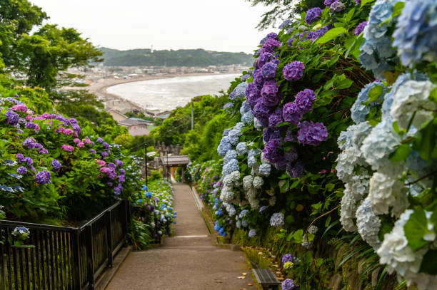 istock Hydrangea blooming on a long slope where you can see the sandy beach 1179746164