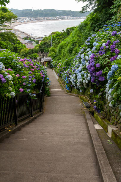 istock Hydrangea blooming on a long slope with a view of the sea 1179746176