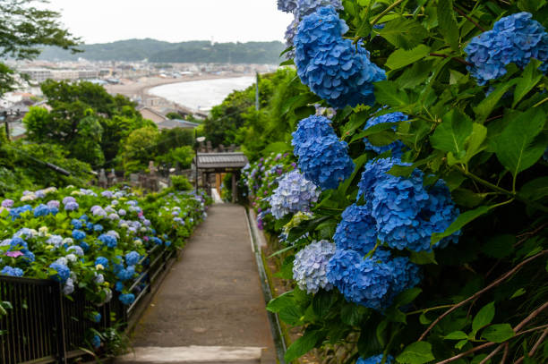 longue colline et hortensia bleue surplombant la mer - kamakura photos et images de collection