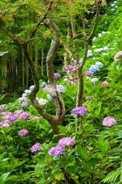 istock Many hydrangea blooming on the slope of the mountain 1179746190