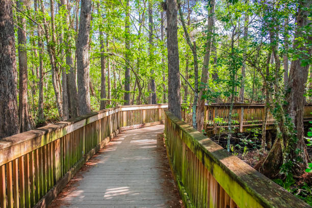 istock Big Cypress National Preserve - Florida (US) 1179746762