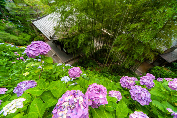 istock Hydrangea and Japanese architecture looking down from the top of the hill 1179746776