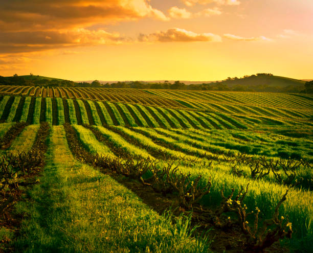 istock Barossa Valley Wine region South Australia 1179748383