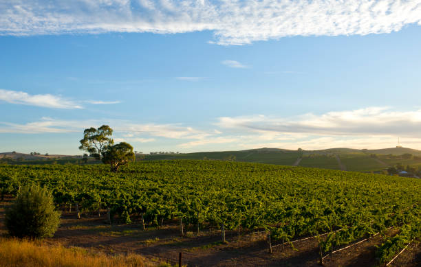 istock Clare Valley Wine region South Australia 1179748472