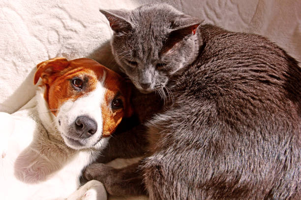 istock Jack Russell Terrier hiding behind with a gray cat on a white coverlet 1179748473