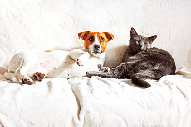 istock Jack Russell Terrier with a gray cat basking on the couch resting, pets 1179748474