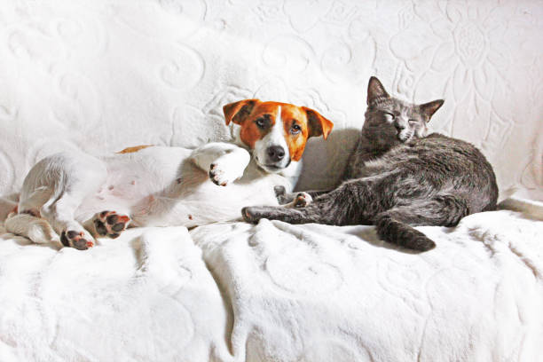 istock Jack Russell Terrier flirts with a gray cat on a sofa with a white blanket, pets on a white blanket, 1179748475