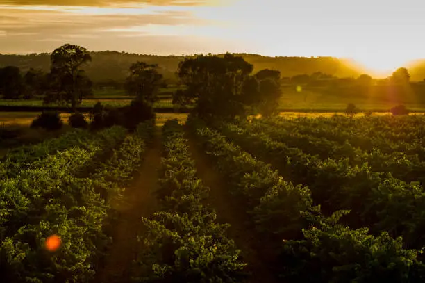 Images of Vineyards in the McLaren Vale for my wine folio collection