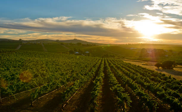 istock Clare Valley Wine region South Australia 1179748647