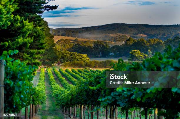 South Australian Generic Vineyards Stock Photo - Download Image Now - Barossa Valley, Wine, Australia