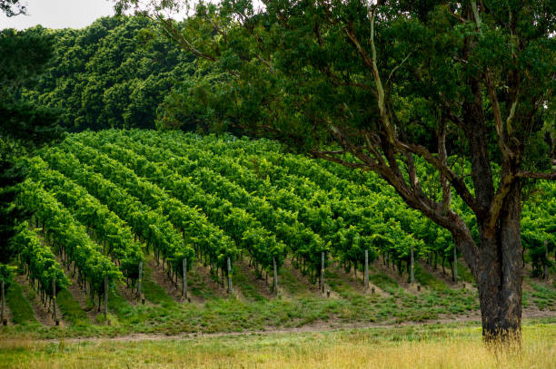 istock South Australian generic Vineyards 1179749300