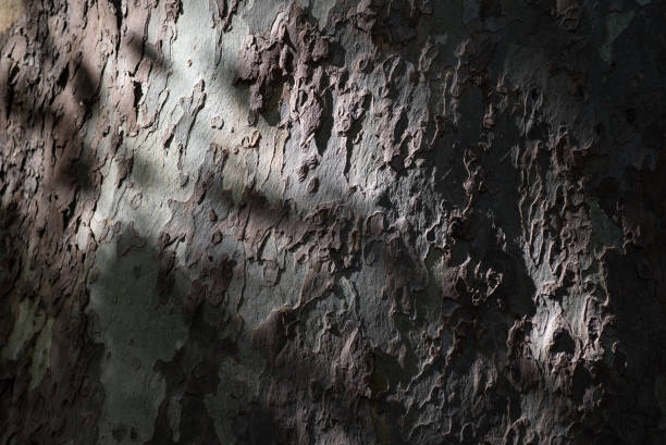 Texture: trunk of a Plane Tree, Platanus