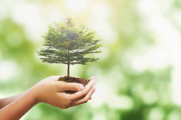 istock hand holding tree with sunlight in nature background. concept save world and enevironment earth day 1179749944