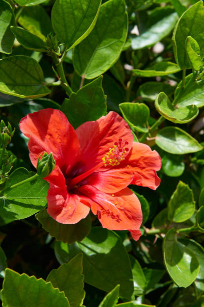 istock Beautifull red Ibiscus against green leaves 1179750039