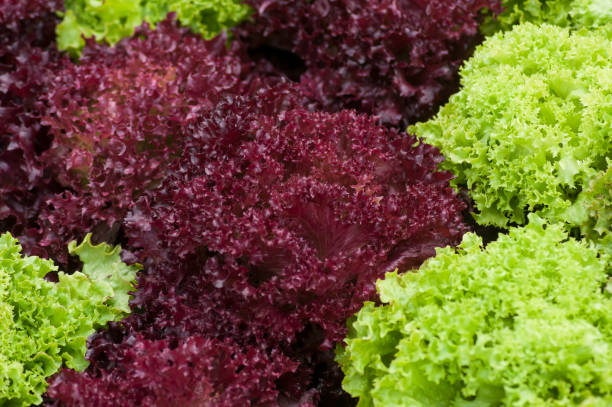 istock various salads plantation in a greenhouse 1179750063