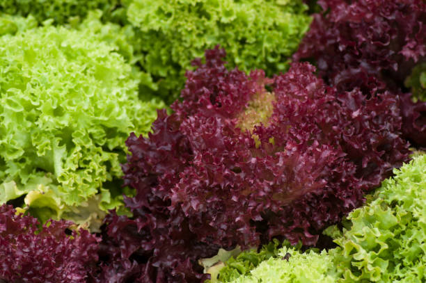 istock various salads plantation in a greenhouse 1179750751