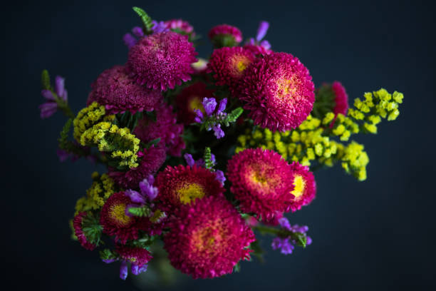 Pink Chrysanthemums on black backgrounds