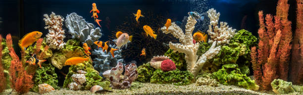 aquarium d'eau douce comme pseudo-mer. aquascape et aquadesign de l'aquarium - hobbies freshwater fish underwater panoramic photos et images de collection