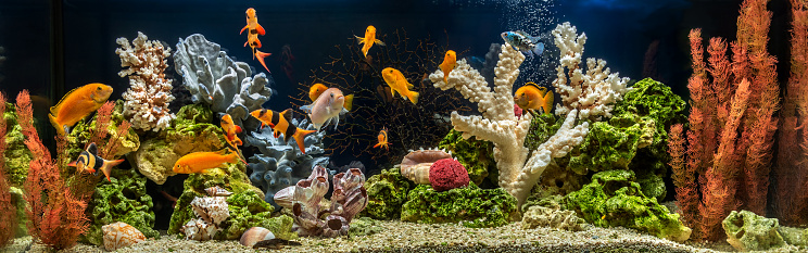 Freshwater aquarium with cichlids as pseudo-sea. Aquascape and aquadesign of aquarium