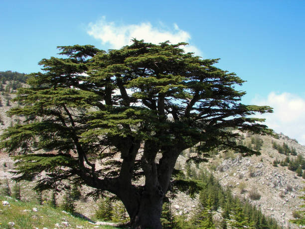 istock Beautiful Nature in Shouf district Lebanon 1179751467