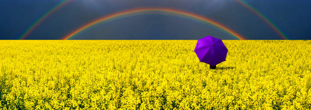 istock Lonely umbrella among the field with blossom rapeseed 1179751637