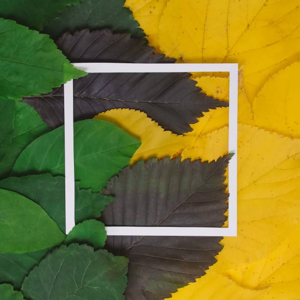 istock autumn leaves and stickers 1179751675