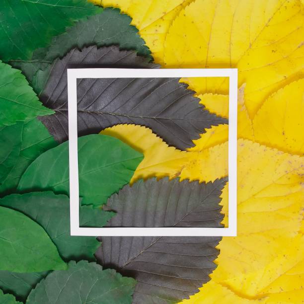 istock autumn leaves and stickers 1179752199