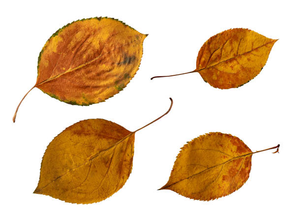 istock Beautiful autumn nature. Tree leaf. Decoration element. Isolated white background. 1179752335