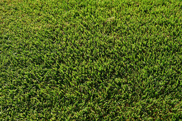 istock Textured close up of green grass with rough structure 1179752386