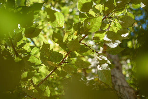 istock Green leaves and the sun lignt 1179752897