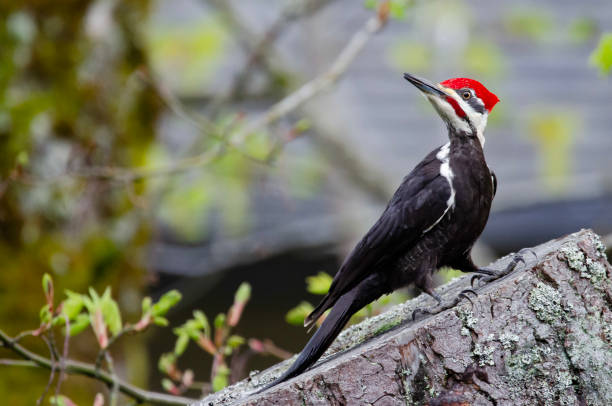 levantamento pileated do woodpecker - pileated woodpecker animal beak bird - fotografias e filmes do acervo