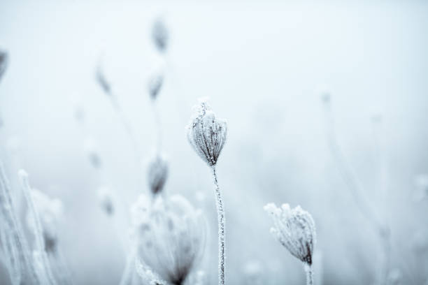 istock Frozen Anne's Lace wildflowers 1179756413