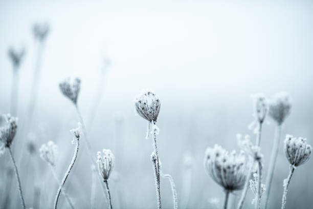 istock Frozen Anne's Lace wildflowers 1179756458